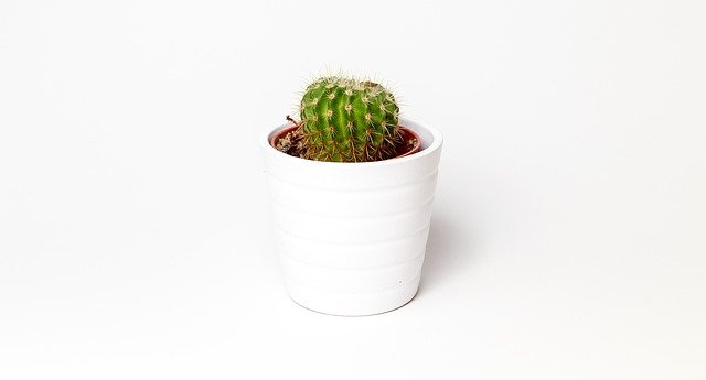malý kaktus